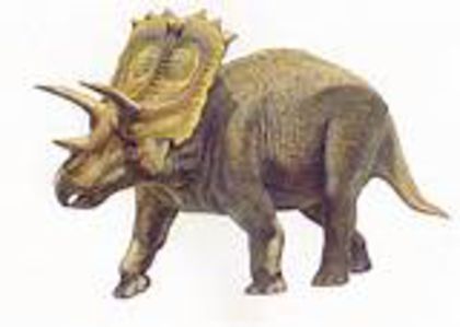 ANCHICERATOPS