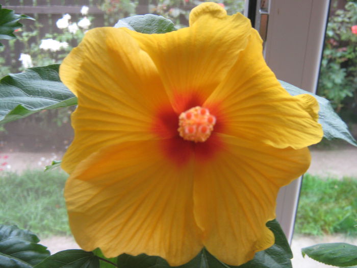 Kim; Hibiscus galben
