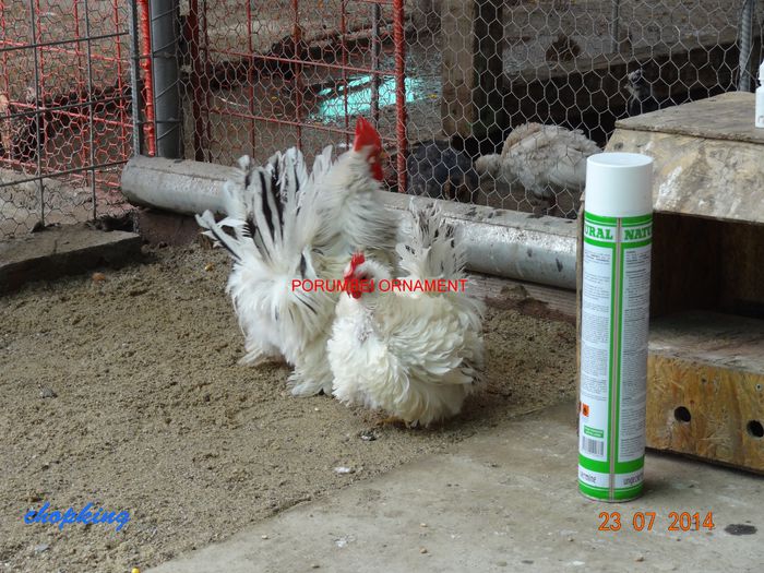 DSC00491 - G--GAINILE MELE