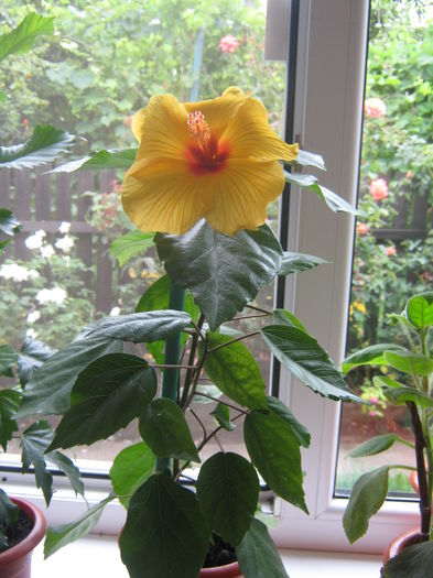 Picture My plants 436