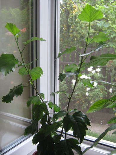 Hibi Jay's; Hibi portocaliu, inca nu a inflorit pana acum.
