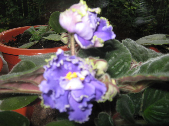 Picture My plants 443; violeta de Parma- prima inflorire
