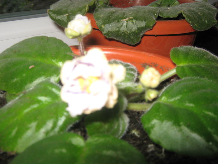 Picture My plants 444