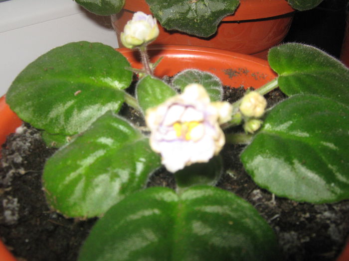 Picture My plants 447