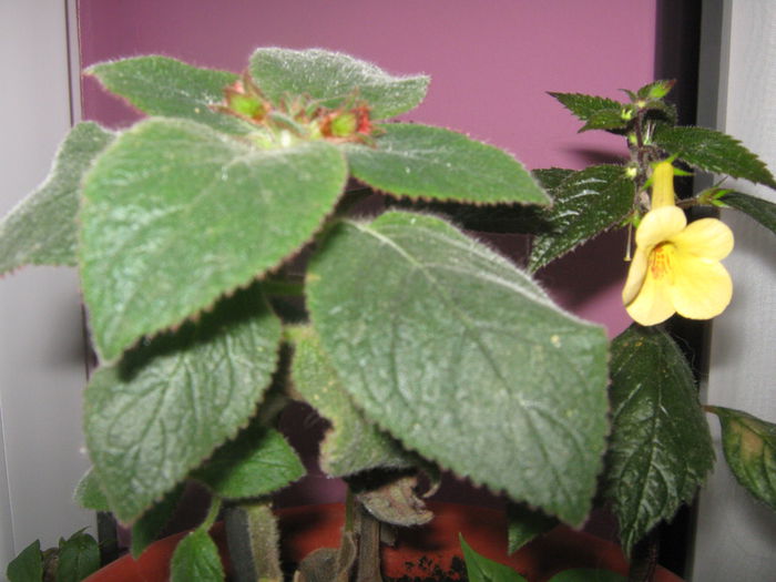 Picture My plants 448; nu stiu cum se numeste.
