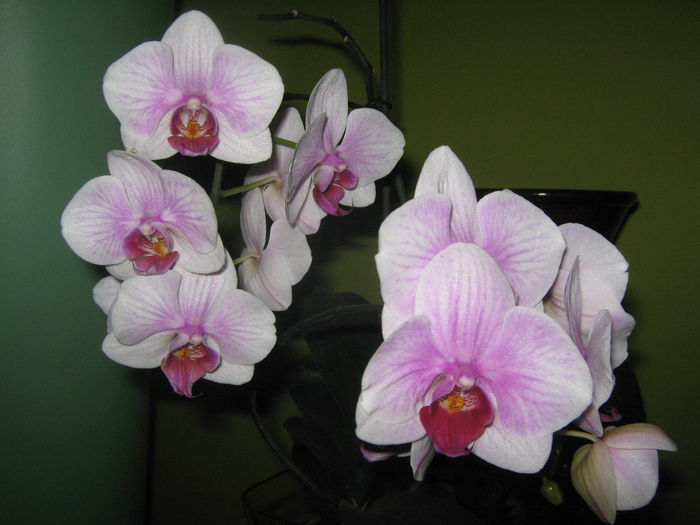 Picture My plants 449; Orhidee
