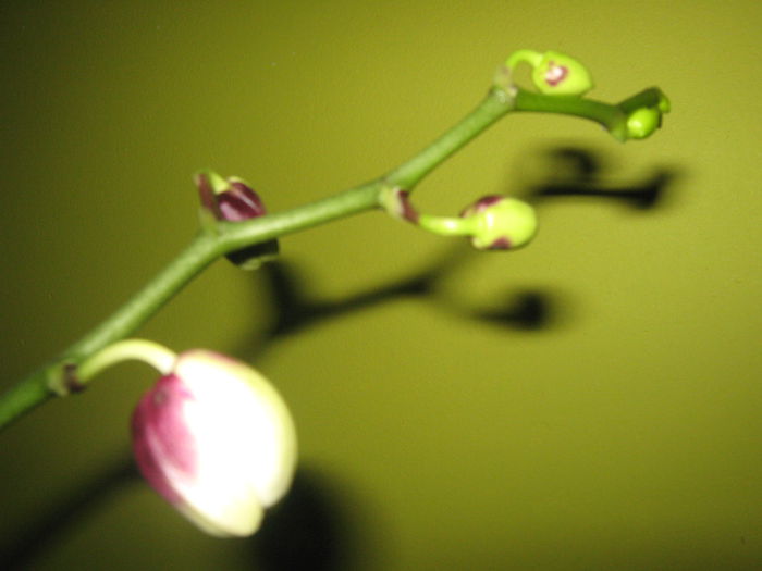 Picture My plants 451; Orhidee cu bobocei
