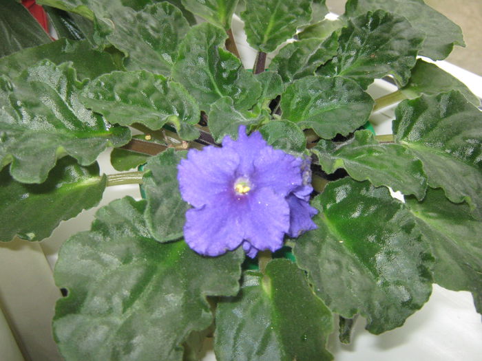 Picture My plants 453