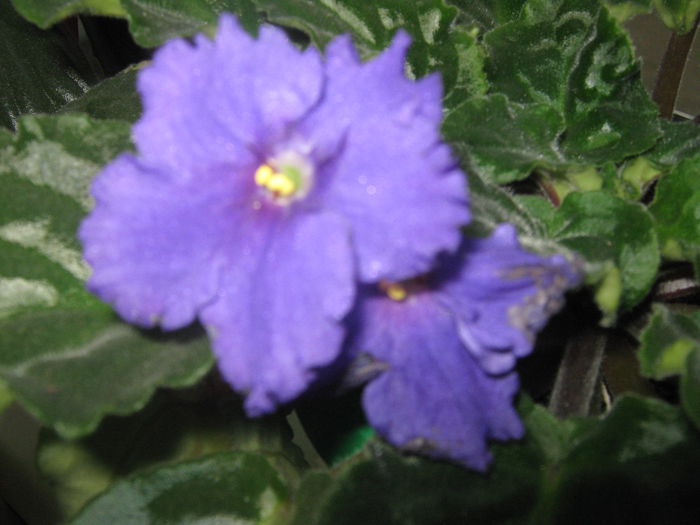 Picture My plants 454