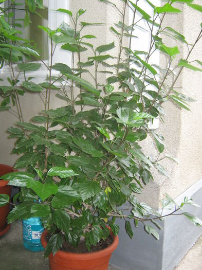 Picture My plants 460