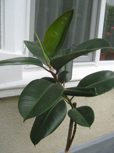 Picture My plants 465; ficus elastica
