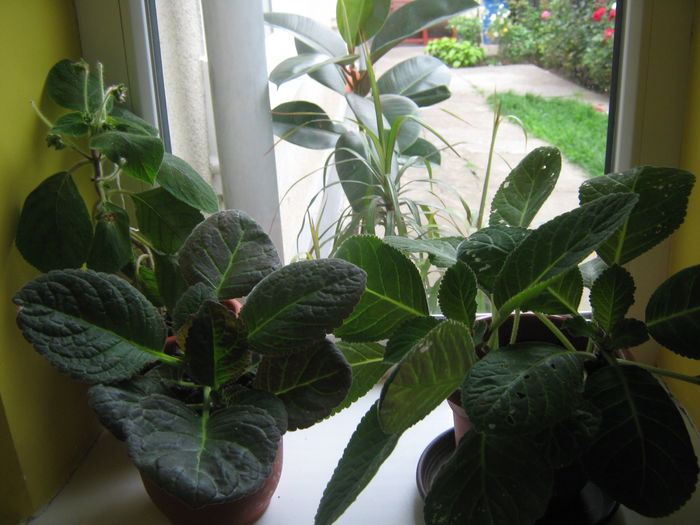 Picture My plants 467; gloxi si kohleria
