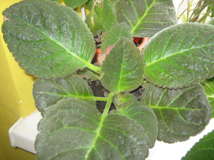 Gloxinia; Gloxinia, astept sa infloreasca prima data
