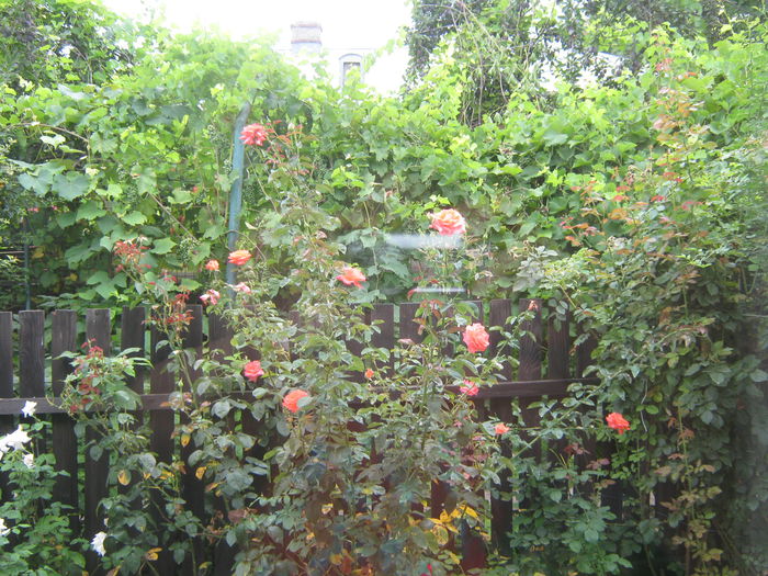 Picture My plants 470