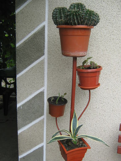 Picture My plants 474 - Luna Iulie 2014