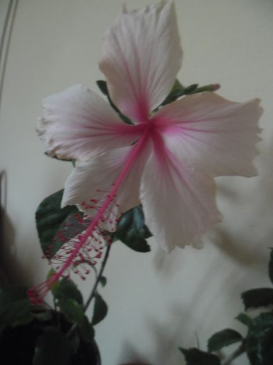 Albolacinatus