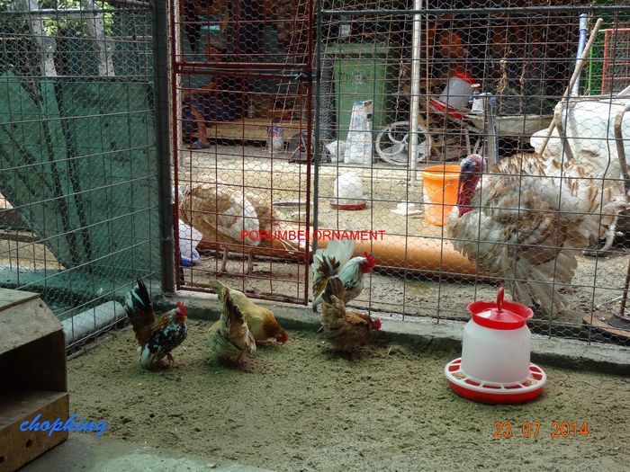 DSC00419