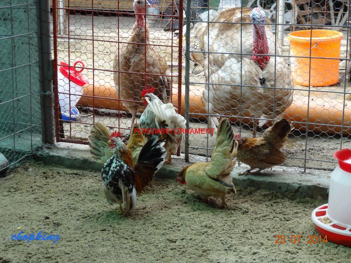 DSC00436