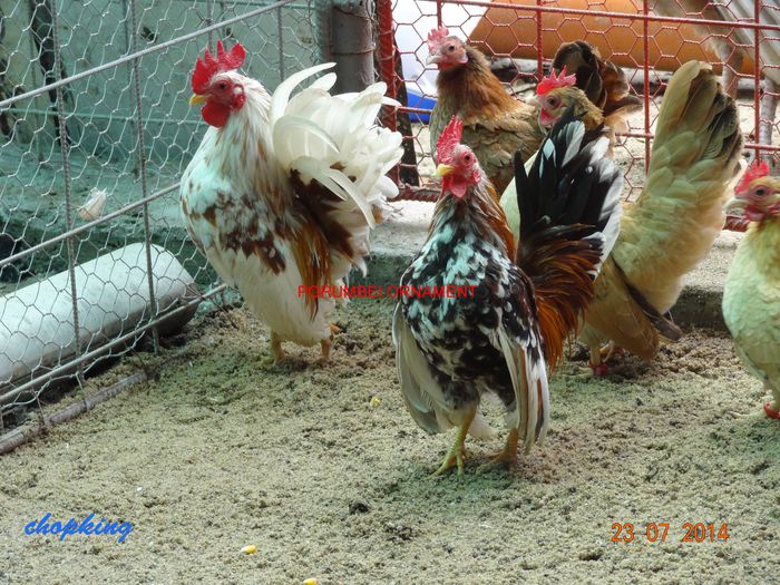 DSC00440