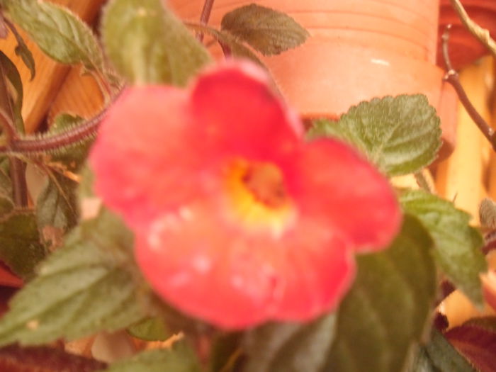 Necunoscut - Achimenes