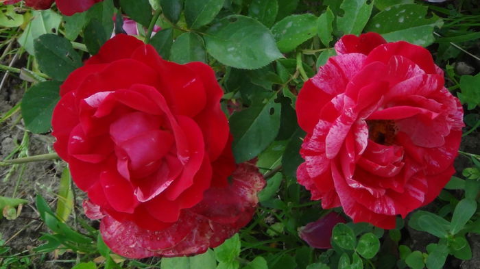 DSC03426 - h-trandafiri2014-1