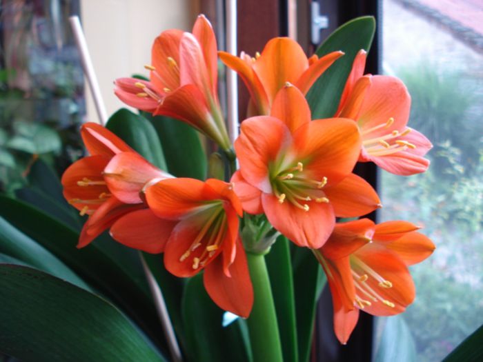 culoare (1) - clivia in 2014