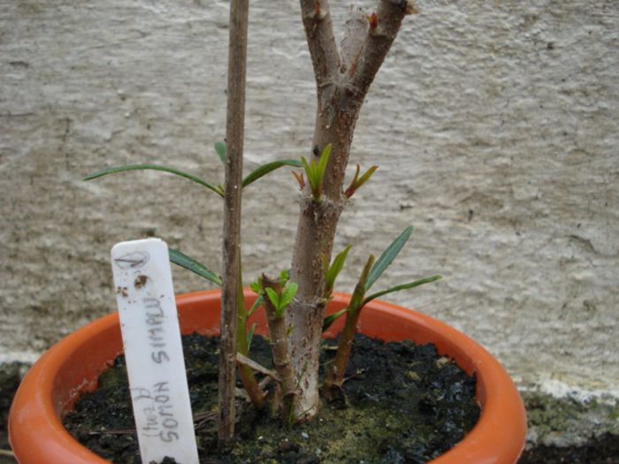 la 2 saptamani dupa tundere (16) - leandru 2014