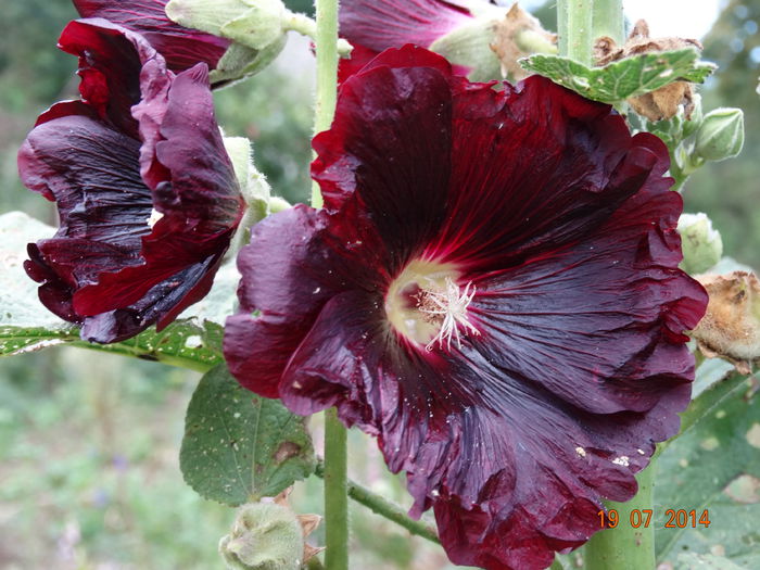 DSC05911 - Plante in gradina 2014