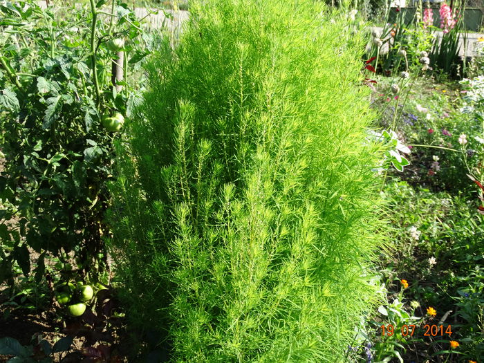 DSC05861 - Plante in gradina 2014