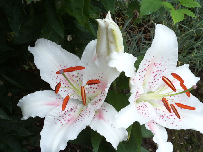 WHITE RED SPOT