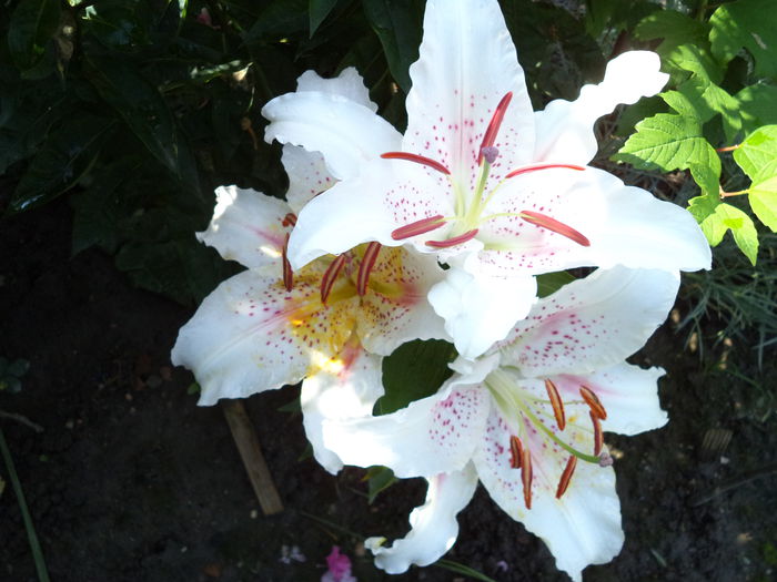 WHITE RED SPOT - Crini 2014