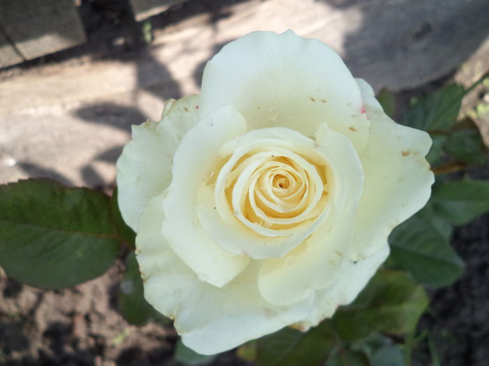 DSC00451 - Trandafiri 2014