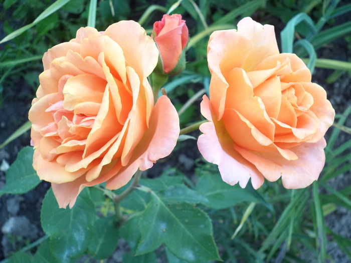 DSC00308 - Trandafiri 2014