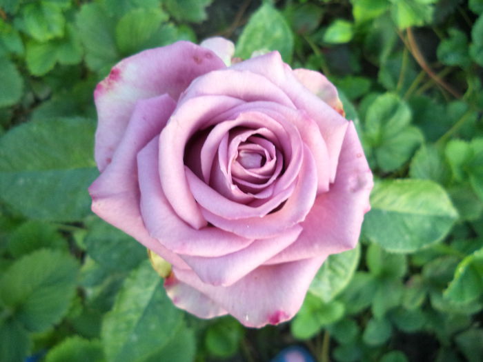 DSC00332 - Trandafiri 2014