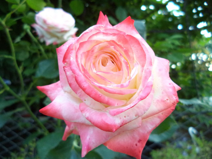 IMPERATRICE FARAH - Trandafiri 2014