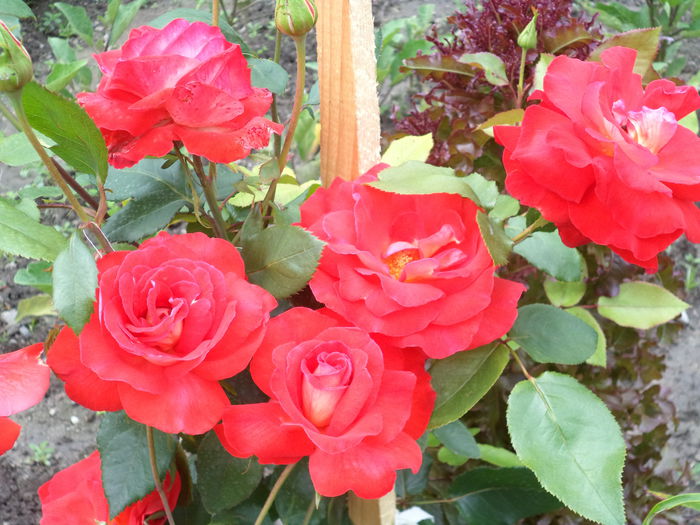 DSC00415 - Trandafiri 2014