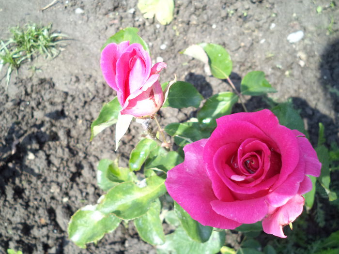 RAVEL - Trandafiri 2014