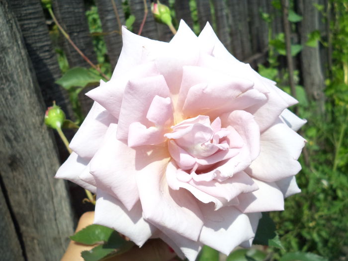 DSC00450 - Trandafiri 2014