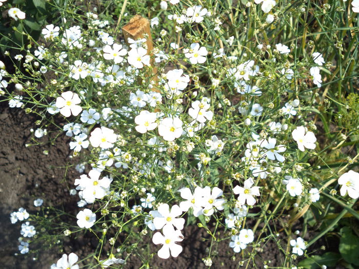 FLOAREA MIRESEI