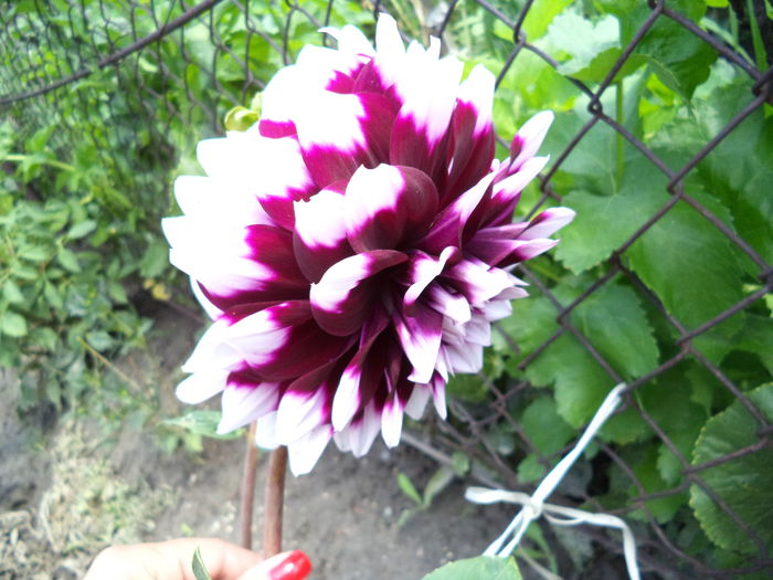 DALIE