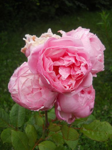 Brother Cadfael - Trandafiri 2014