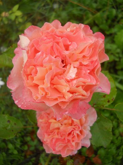 Augusta Luise