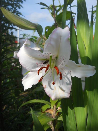 LILIA ORIENTALNA NISKA MUSCADET