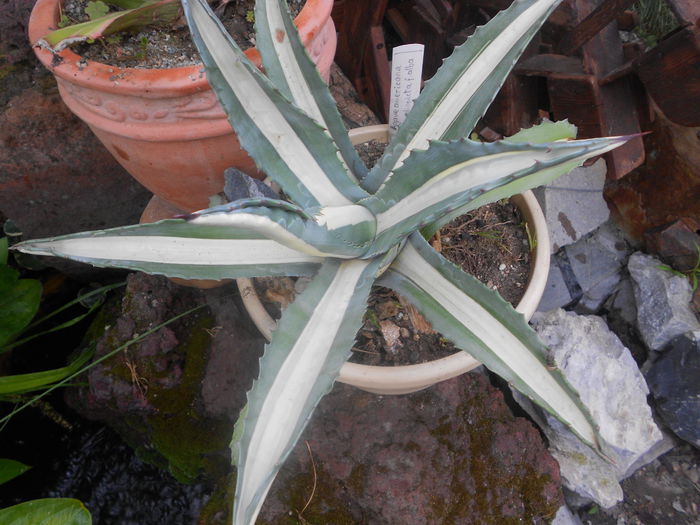 agave  mediopicta alba - 24 iulie 2014