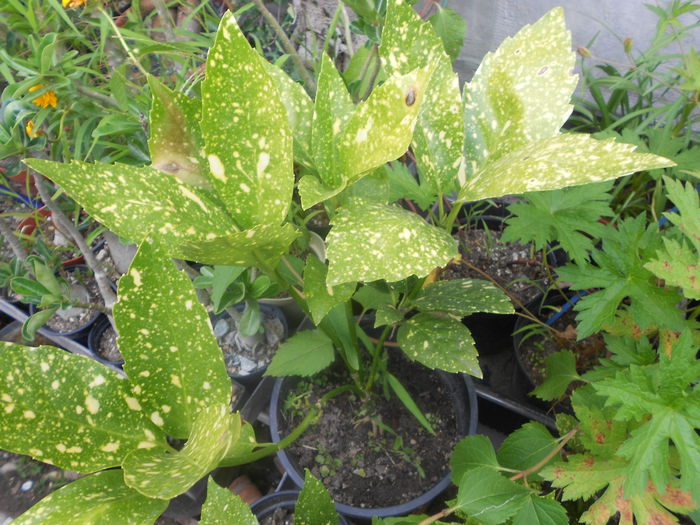 aucuba japonica variegata 40 - 24 iulie 2014