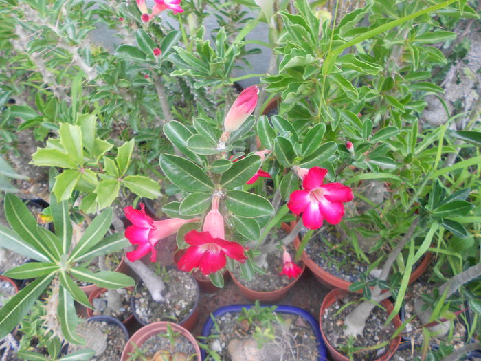 adenium 40 - 24 iulie 2014