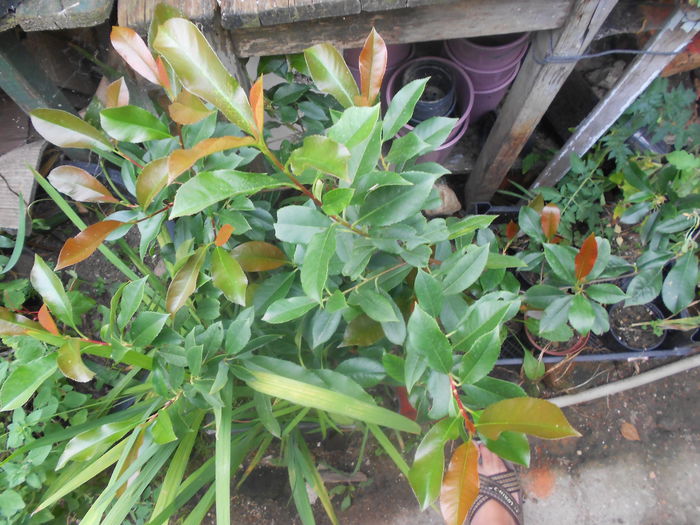 photinia fraseri red robin 50 planta de 60-70 cm