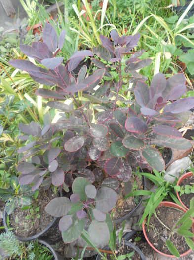 cotinus royal purple 40