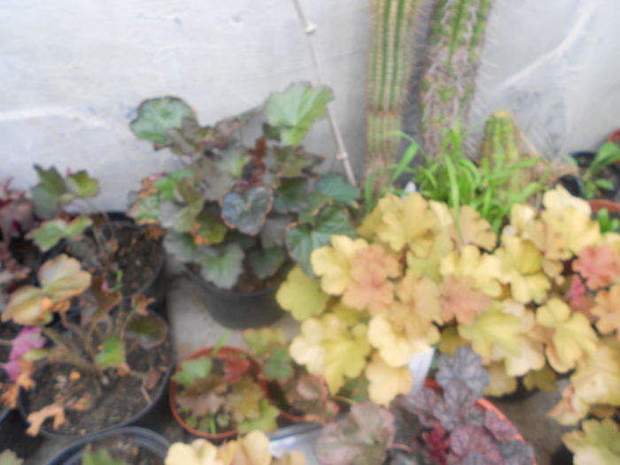 heuchera 25 buc - 24 iulie 2014