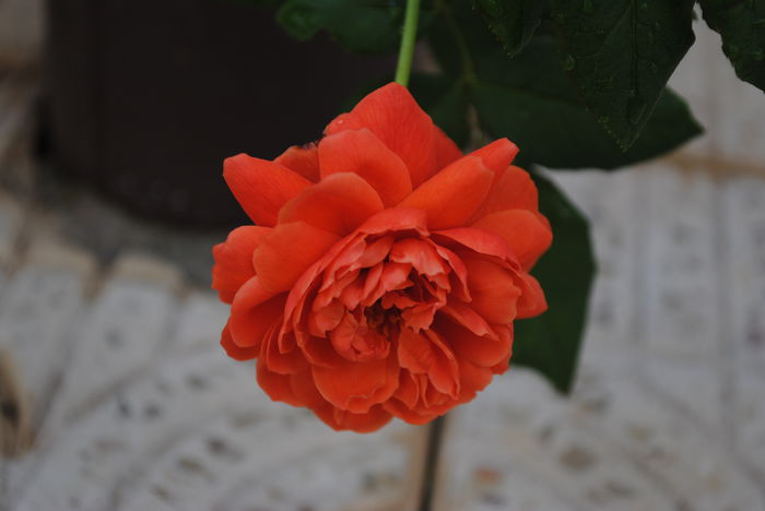 chiar are cel mai frumos portocaliu.. - Trandafiri si  clematite II